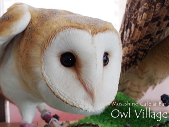 birdsaff13_ohagi201510