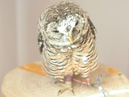 【フクロウカフェ・原宿店】事前予約で優先案内！ふわふわのフクロウとふれあい体験＜ワンドリンク付＞by ふくろうの里 原宿店