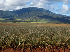 Blue Hawaii Photo Tours 02