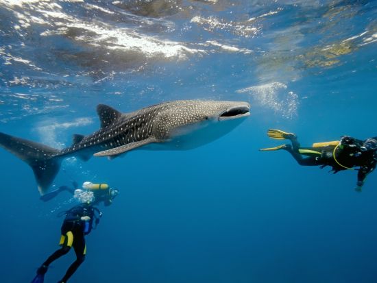 ジンベイザメ+スミロン島シュノーケリングツアー　ツマログの滝プラン選択可☆セブ市内の4時間貸切チャーターオプションあり！＜昼食／日本語ガイド／送迎＞