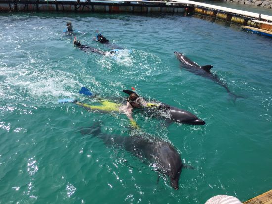 イルカと遊ぼう！イルカふれあい体験＆ドルフィンスイム体験 ＜0歳から参加OK／1時間半～／石垣島＞by ドルフィンファンタジー