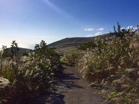 ネイチャーガイドツアー おまかせ半日コースで豊かな自然を満喫＜三宅島＞by 三宅島 Nature Tour mahana