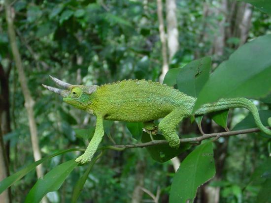 オアフ島　熱帯雨林ハイキング　初心者～中級者向け ＜英語ガイド＞