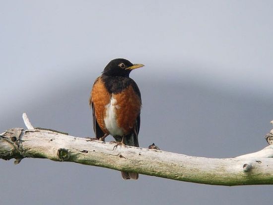ネイチャーガイドツアー おまかせ半日コースで豊かな自然を満喫＜三宅島＞by 三宅島 Nature Tour mahana