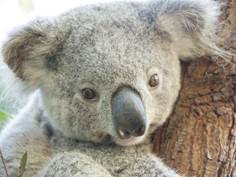 オーストラリアの動物とふれあい体験 オーストラリアの観光 オプショナルツアー専門 Veltra ベルトラ