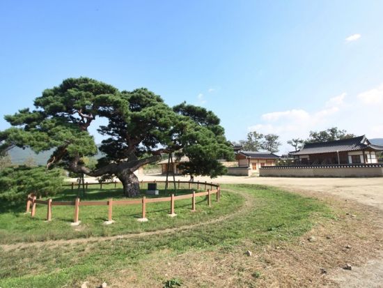 世界遺産安東(アンドン)日帰りツアー　河回村＋仮面劇観賞＋伝統市場体験　名物・安東グルメ付き＜終日／日本語ガイド／昼食付＞