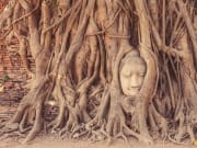 Buddha embedded in a Banyan Tree