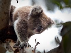 Look for koalas in their natural habitat
