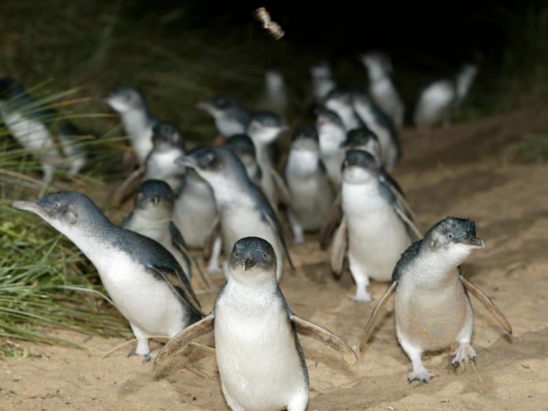 Phillip Island's nightly Penguin Parade