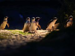Phillip Island's nightly Penguin Parade