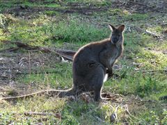 phillip island national park