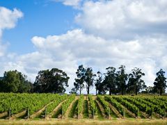 Yarra Wine Valley