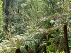blue dandenong ranges