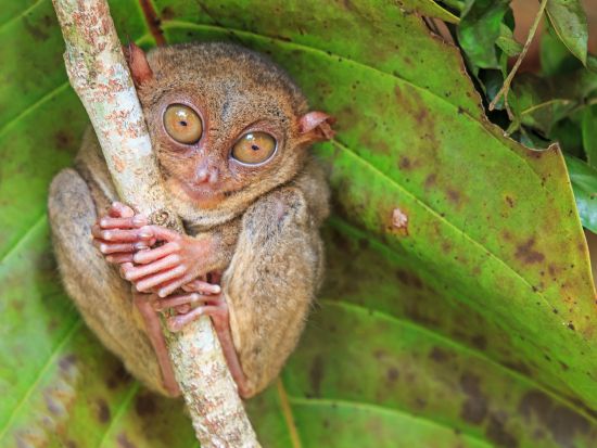 ボホール島日帰り観光ツアー ホワイトサンズビーチ＆メガネザル　チョコレートヒルズ満喫プランならバギー体験可！＜送迎／日本語ガイド／リバークルーズランチ／セブ発＞