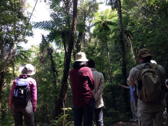 金作原（きんさくばる）原生林トレッキング半日ツアー　日本エコツーリズム協会推奨！珍しい生き物を観察しに行こう ＜3.5時間／名瀬＞by 観光ネットワーク奄美