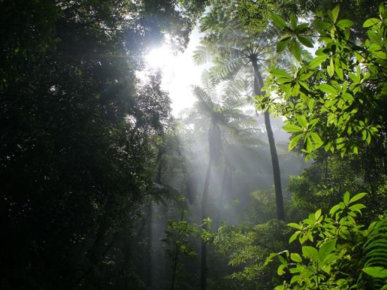 金作原（きんさくばる）原生林トレッキング＋マングローブカヌー体験ツアー　日本エコツーリズム協会推奨！＜1日／名瀬＞ by 観光ネットワーク奄美