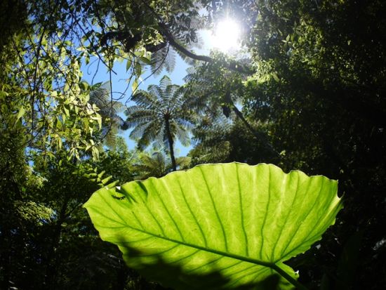 金作原（きんさくばる）原生林トレッキング＋マングローブカヌー体験ツアー　日本エコツーリズム協会推奨！＜1日／名瀬＞ by 観光ネットワーク奄美