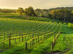 Wine valley in Barossa Adelaide