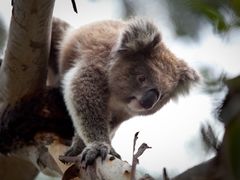 Melbourne Penguin Parade Koala Conservation Center