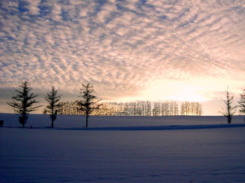 美瑛マイルドセブンの丘