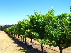 A lush vineyard in Margaret River