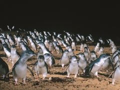 Melbourne Penguin Parade