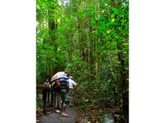 Rainforest_Skywalk (1)