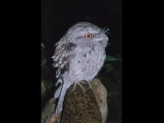 The Wildlife Habitat night tour