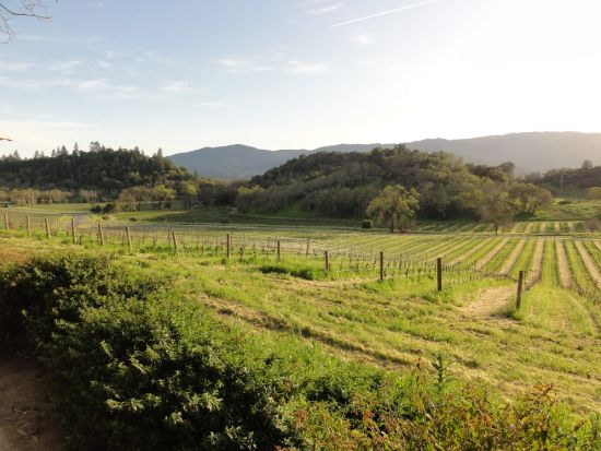 ナパバレー ワイナリーツアー　オーパス・ワン＆ジョセフ・フェルプスビンヤード＆ヴィ・サトゥーイ・ワイナリー＆ファー・ニエンテ ＜日本語ガイド／ワイナリー4軒＞