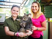 koala and wildlife park
