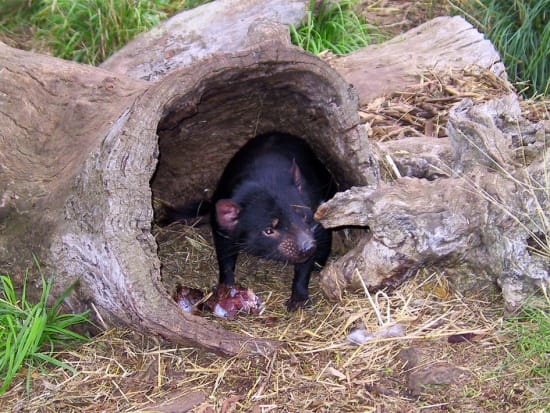 Bonorong Wildlife Park Tasmanian Devil