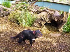 Bonorong Wildlife Park
