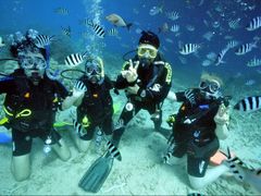 great barrier reef marine life
