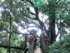 Treetop walkO'Reilly's Green Mountains