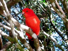 Native Rosella in Lamington