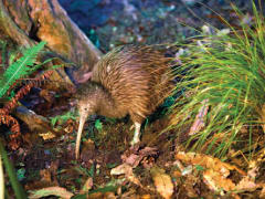 Rainbow Springs Nature Park Great Spotted Kiwi