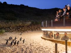 penguin parade phillip island