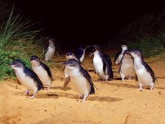penguin parade phillip island