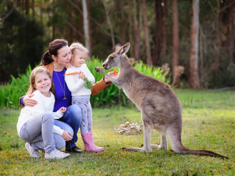 Australian Walkabout Wildlife Park Kangaroo