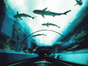 ocean park hong kong marine world indoor aquariums