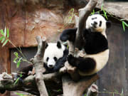 ocean park hong kong pandas hugging a tree