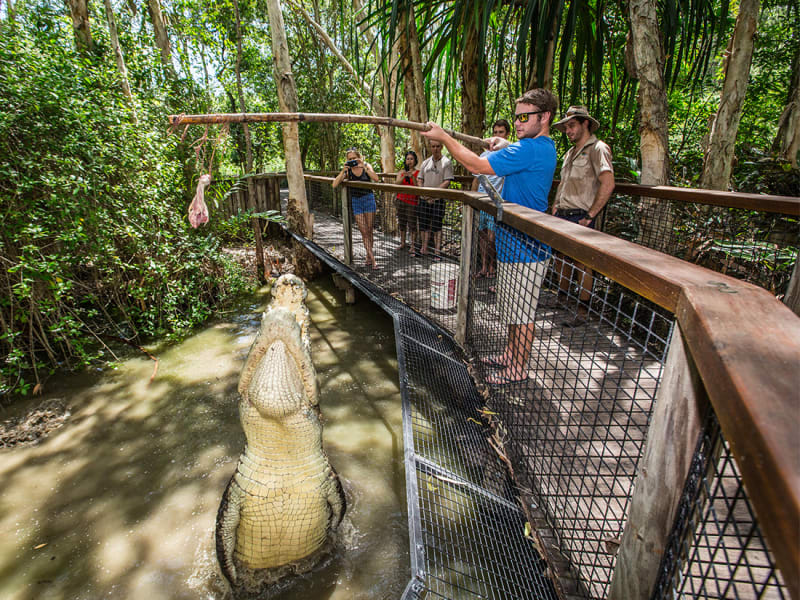 Crocodile feeding hartley's zoo australia day tour
