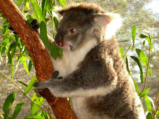 Pinnacles Desert And Lancelin Sand Dunes 4wd Adventure From Perth Tours Activities Fun Things To Do In Perth Australia Veltra Pinnacles Desert And Lancelin Sand Dunes 4wd Adventure From Perth Tours Activities Fun Things To Do In Perth Australia Veltra