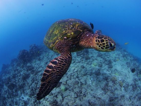 ウミガメシュノーケリング　少人数制＆日本語インストラクターがサポートで安心！水中写真付き　ワイキキ送迎可＜3時間／ケワロ港発＞by アロハナダイバーズ