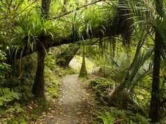 Waitakere Ranges Wilderness Experience Eco Tour