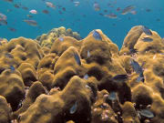 aquatic animals pulau payar marine park
