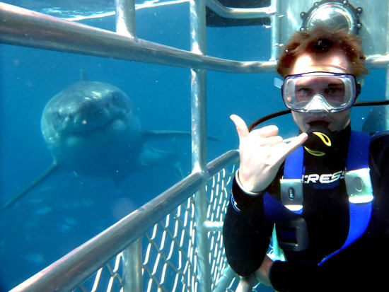 white shark cage diving (21)