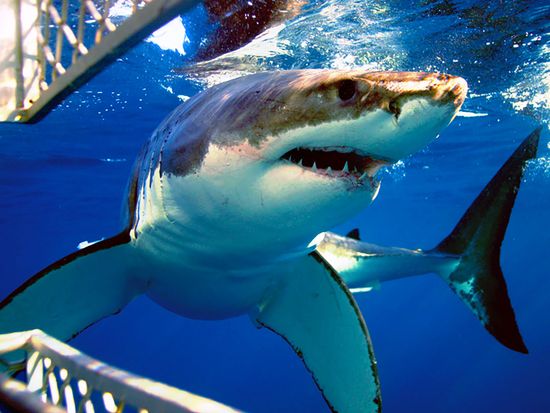 white shark cage diving (21)