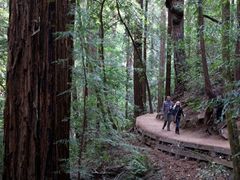 USA_San Francisco_Muir Woods National Monument