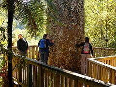 Coromandel Peninsular Tour Forest Kauri Trees